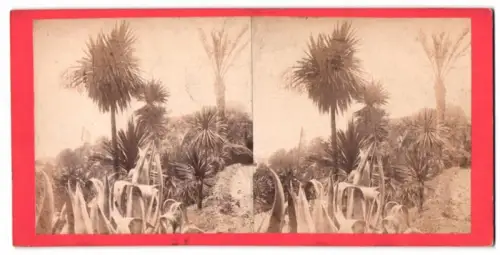 Stereo-Fotografie unbekannter Fotograf, Ansicht Genua, Garten der Villa Pallavicini, 1879