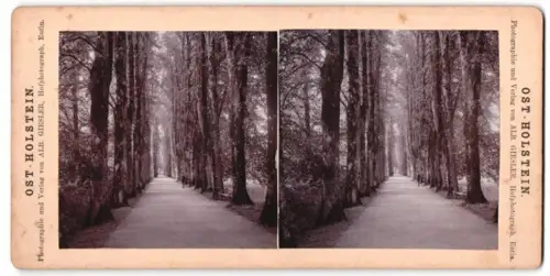 Stereo-Fotografie Alb. Giesler, Eutin, Ansicht Eutin, Lindenallee im Schlossgarten