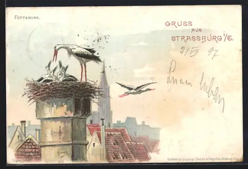 Lithographie Strassburg i. Els., Störche füttern ihre Jungen