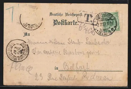 Lithographie Strassburg i. Els., Störche füttern ihre Jungen