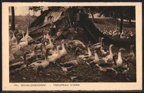 AK Schalckendorf, Troupeau d`oies
