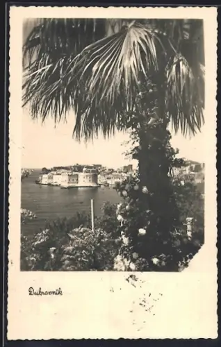 AK Dubrovnik, Teilansicht mit Palme und Meer