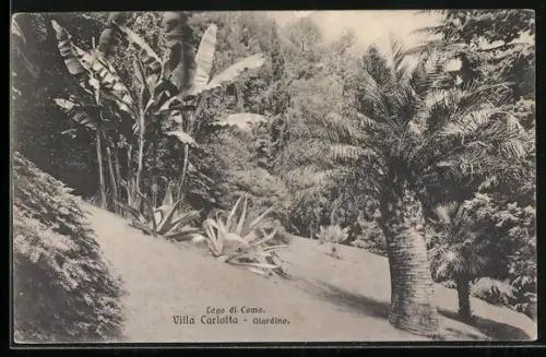 AK Cadenabbia /Lago di Como, Villa Carlotta, Giardino