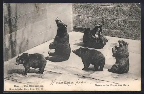 AK Bern / Berne, La fosse aux ours, Bären des Bärengrabens