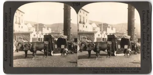 Stereo-Fotografie Keystone View Co., Meadville, Ansicht Funchal, Oxteam and Sledge, Ochsenschlitten auf Madeira