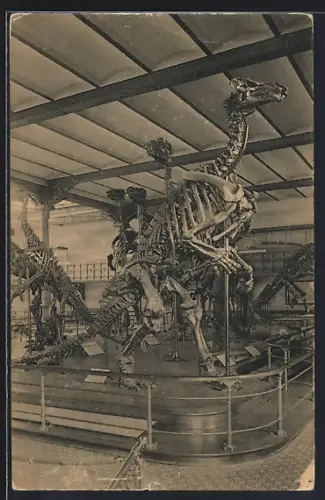 AK Bruxelles, Musée Royal d`Histoire Naturelle, Squelette d`Iguanodon de Bernissart