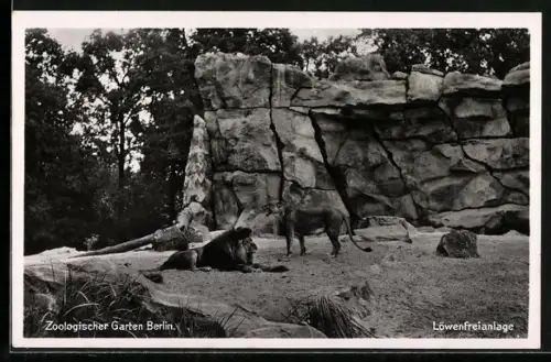 AK Berlin, Löwenfreianlage im Zoologischen Garten