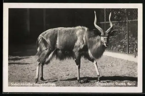 AK Berlin, Südafrikanische Nyala-Antilope im Zoologischen Garten
