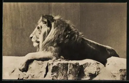 AK Berlin, Zoologischer Garten, Löwe, Portrait