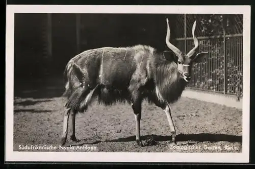 AK Berlin, Südafrikanische Nyala-Antilope im Zoologischen Garten