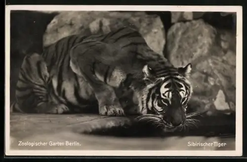 AK Berlin, Zoologischer Garten, Sibirischer Tiger