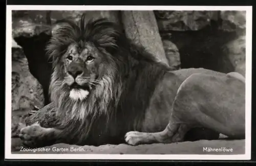 AK Berlin, Mähnenlöwe im Zoologischen Garten