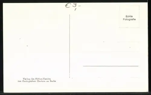 AK Berlin, Mähnenlöwe im Zoologischen Garten