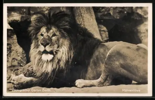 AK Berlin, Mähnenlöwe im Zoologischen Garten
