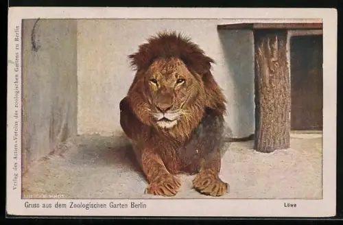 AK Berlin, Zoologischer Garten, Männlicher Löwe
