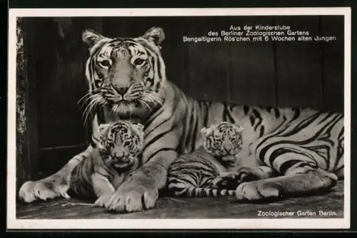 AK Berlin, Bengaltigerin Röschen mit Jungen im Zoo