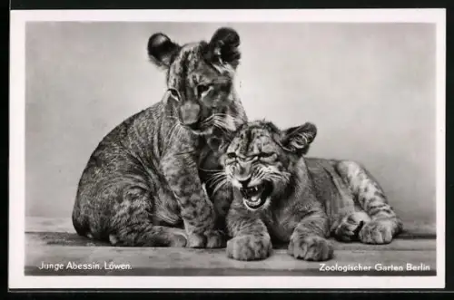 AK Berlin, Zoologischer Garten, Zwei Junge Abessin. Löwen
