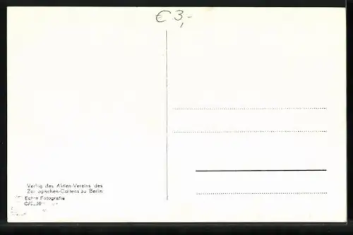 AK Berlin, Zoologischer Garten, Zwei Junge Abessin. Löwen