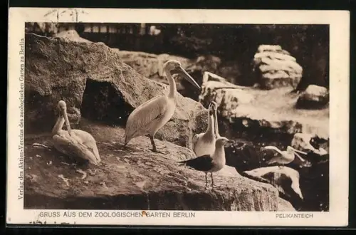 AK Berlin, Zoologischer Garten, Pelikanteich mit Pelikanen