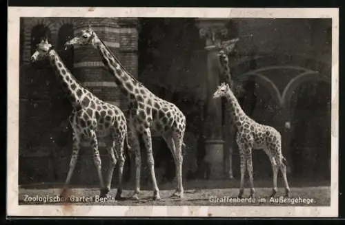 AK Zoologischer Garten Berlin, Giraffen im Aussengehege