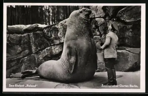 AK Berlin, Zoologischer Garten, See-Elefant Roland und sein Wärter