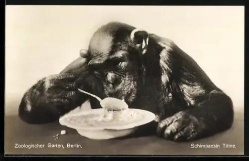 AK Berlin, Zoologischer Garten, Schimpansin Titine isst mit dem Löffel