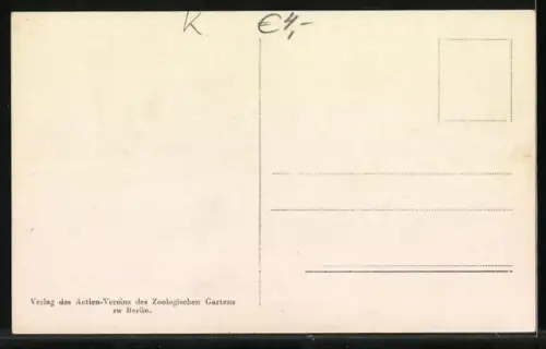 AK Berlin, Zoologischer Garten, Schimpansin Titine isst mit dem Löffel