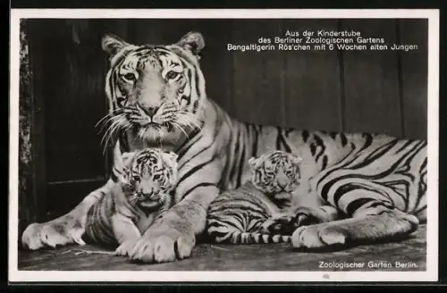 AK Berlin, Bengaltigerin Röschen mit Jungen im Zoo