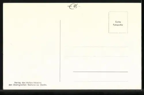 AK Berlin, Zwergseebär mit 9 Tage altem, hier geborenem Jungen, Zoologischer Garten