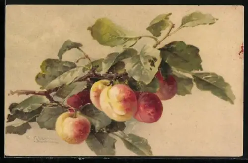Künstler-AK Catharina Klein: Zweig mit reifen roten und gelben Äpfeln