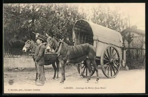 AK Landes, Maultiergespann mit Wagen