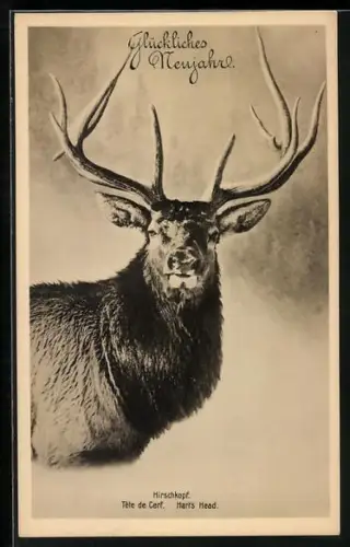 AK Hirschkopf