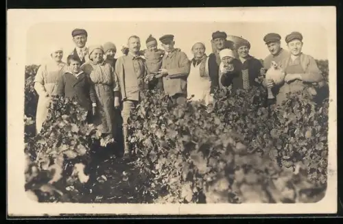 Foto-AK Weinbauern zwischen Weinreben