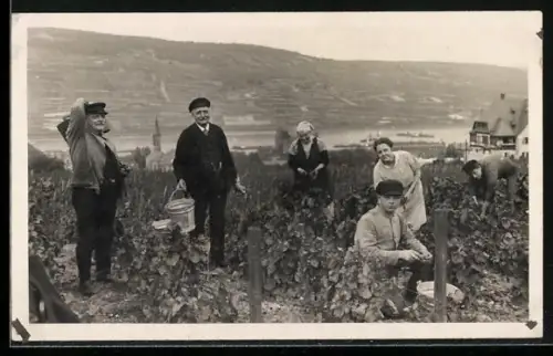 Foto-AK Weinbauern bei der Traubenernte