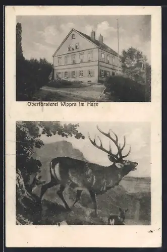 AK Wippra im Harz, Oberförsterei mit Einfahrt, Röhrender Hirsch