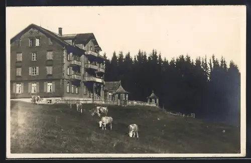 Foto-AK Axalp, Hotel Bellevue mit Kühen