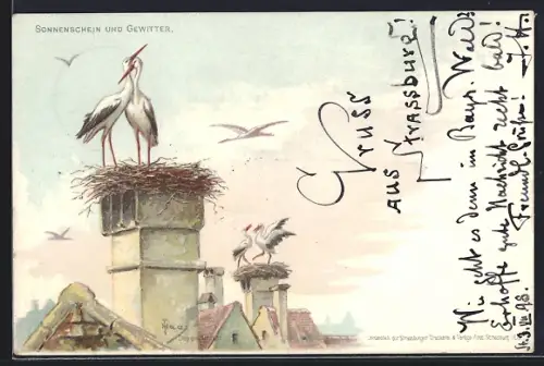 Lithographie Strassburg, Zwei Storchenpaar in ihrem Nestern, Sonnenschein und Gewitter