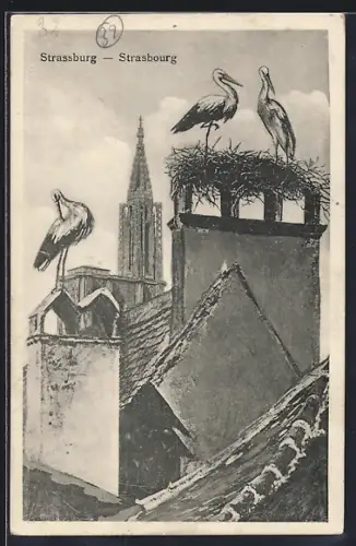 AK Strasbourg, Cigognes sur les toits avec la cathédrale en arrière-plan