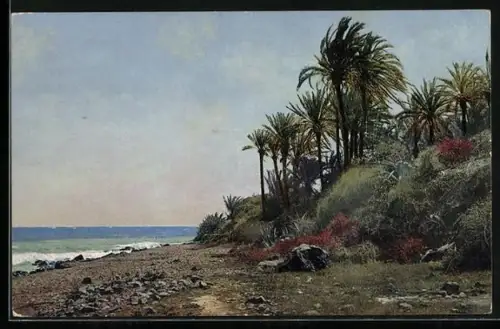 AK Photochromie NR 2638: Riviera di Pomente, Bordighera, Palmen