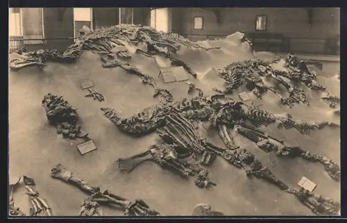 AK Bruxelles / Brüssel, Musée Royal d`Histoire Naturelle, Galeries nationales, Salle des Vertébrés, Skelette