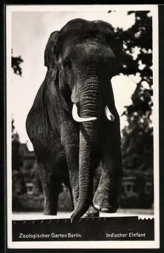 AK Berlin, indischer Elefant im Zoologischen Garten