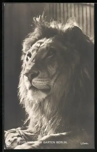 AK Berlin, Männlicher Löwe im Zoologischen Garten