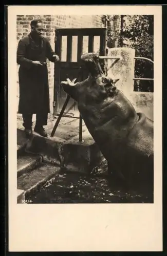 AK Halle / Saale, Nilpferd Paul und ihr Wärter Pescht im Zoologischen Garten