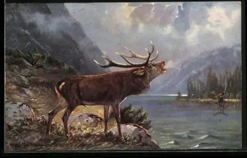 Künstler-AK M. Müller jun.: röhrender Hirsch am See