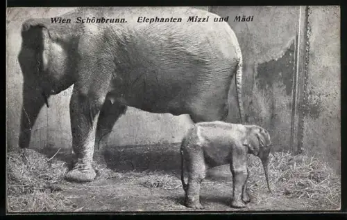 AK Wien Schönbrunn, Elephanten Mizzi und Mädi