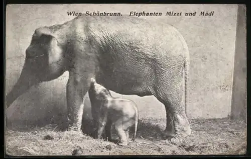 AK Wien-Schönbrunn, Elefanten Mizzi und Mädi