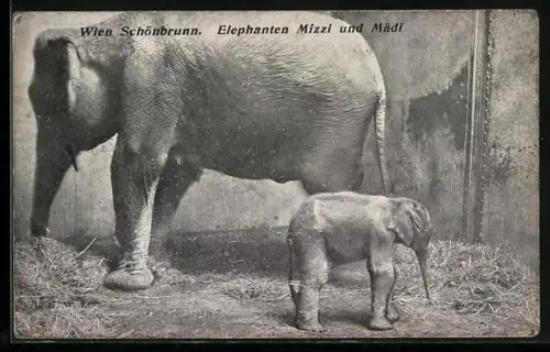 AK Wien Schönbrunn, Elephanten Mizzi und Mädi