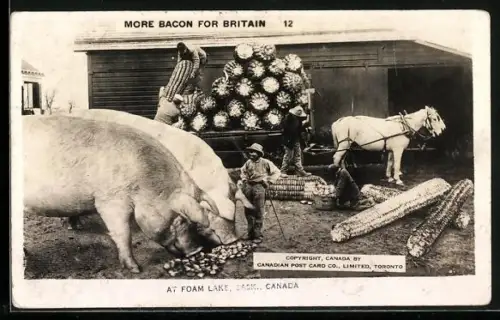 AK Foam Lake /Sask., More Bacon for Britain, Bauern mit riesigen Schweinen und Maiskolben, optische Täuschung