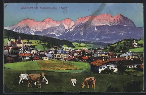 AK Kitzbühel, Totalansicht mit Kaisergebirge, Kühe