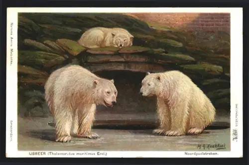 Künstler-AK Eisbären auf den Felsen